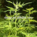 Artemisia annuaL leaves Artemisinin 98% 99%